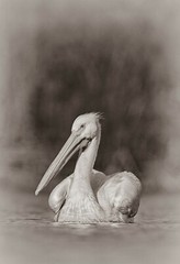 American White Pelican  by Martin Briones Wildlife Photography 13×19