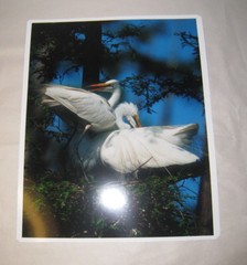 Beautiful Photograph of Great White Egrets, Louisiana 8 x10 Kodak Picture Maker