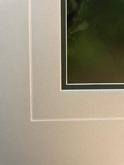 Thomas Mangelsen White Lace – Egret Rabbit Island LA Ltd. Ed. Out of Print 16×20