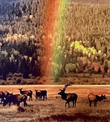 RMNP Rainbow Bull Elk & Harem The Sheep Lakes 14×20 Hardwood Float Framed Canvas