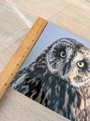 Hawaiian Short-Eared Owl Close Up Prof Photo 8×8 on Metal Plate Leighton Lum