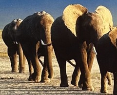 Thomas D. Mangelsen’s “The Long Journey” Limited Edition Signed Photo #293/1200