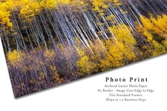 Autumn Wall Decor Art Print of Aspen Trees Appearing as Reflection in Colorado