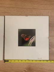 Steven Lax Signed Butterfly Prints Eastern Tiger Swallowtail & Red Postman