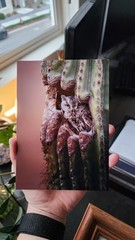 Western Screech Owl in Saguaro Cactus Original Photography Print (Unframed)