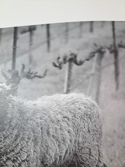 2005 Art Photograph Of A Woolly Sheep In A Vineyard By Robert Sinskey