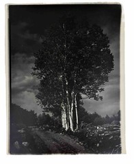 Vintage Lrg Black & White Photograph Photography Print White Birch Trees Nature