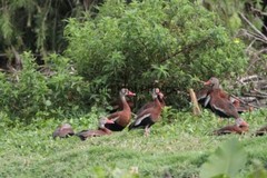 Black Bellied Whistling Duck Photo, Pick One Image – Various Sizes