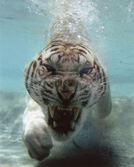 Nature WHITE BENGAL TIGER under water Glossy 16×20 Photo Print Wall Art Poster