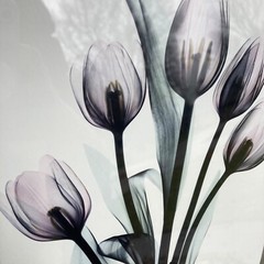 Tulips By Albert Koetsier Artist Signed Radiographic Xray Radio Photography Art