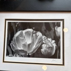 Jesse Kalisher Signed “The Butchart Gardens” Tulip Photo Framed