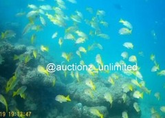 Digital Image Picture Photo Pic Andaman India underwater coral life scuba AND083