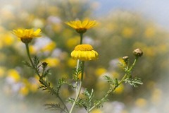 Digital Image Picture Photo Wallpaper: Wildflowers in Bloom