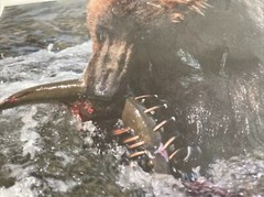 GRIZZLY BEAR FISHING GLOSSY PICTURE PHOTO hunting Eating salmon spawn 11×14