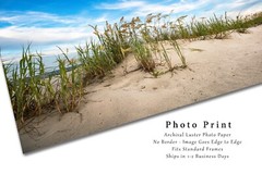 Coastal Photography Print – Picture of Sand Dunes and Sea Oats in South Carolina