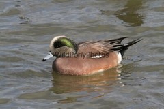 American Widgeon Photo, Pick One Image – Various Sizes