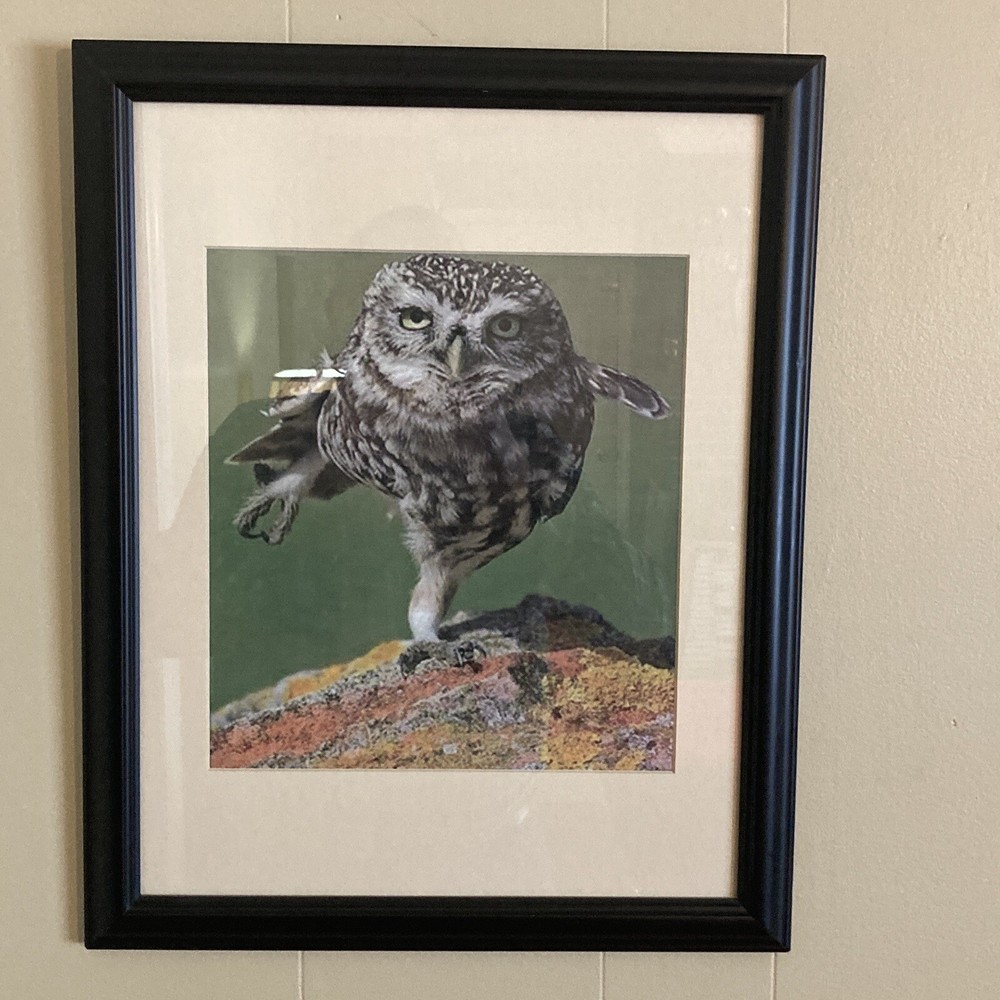 Framed Photo: Owl Taking Flight, 16″ Wide, 20.5″ Tall, Cable Hanger. Matted