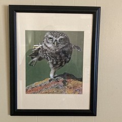 Framed Photo: Owl Taking Flight, 16″ Wide, 20.5″ Tall, Cable Hanger. Matted