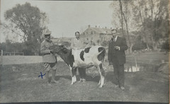 Postcard Postcard Photo Lithuania Cow Cattle WW1 WW1 F17