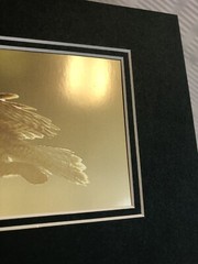 Gary Crane Photo.-Dancing Crane Studios”Great Grey In Flight” Photo Art Print