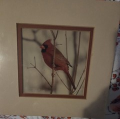 New Sealed John Fulton Original Photo Art Red Cardinal Numbered Signed 1988