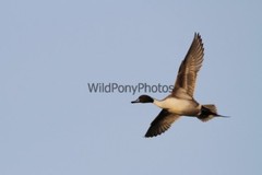 Pintails Photo, Pick One Image – Various Sizes