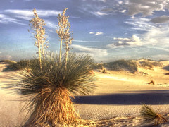 Professional Photograph Art Print White Sands, NM Matted Signed