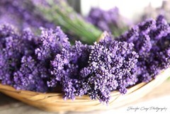 Dried Lavender Flower Bowl Wall Art Photography Print
