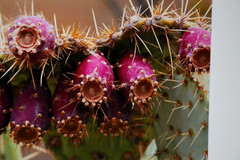 Prickly Pear Cactus Fruit Photo 8″ x 10″ in 11″ x 14″ Matte Signed by Kim Barry