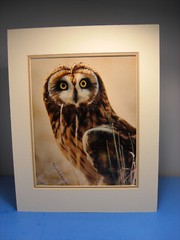 Warren Magill «Short Earred Owl» LTD ED Signed Color Photograph
