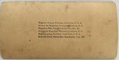 USA US Magnolias Avenue Riverside California 1902 Photo Stereo Vintage