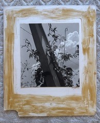 Vtg 1940s Black White Fine Art Photograph Virginia Creeper Nature Study Signed