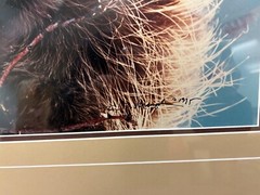 Breakfast in the Willows Porcupine Thomas Mangelsen Original Photo Grand Teton