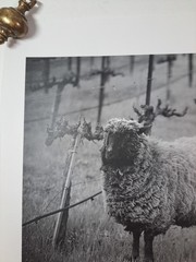 2005 Art Photograph Of A Woolly Sheep In A Vineyard By Robert Sinskey