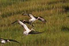 Ibis Photo, Pick One Image – Various Sizes