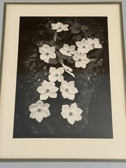 ANSEL ADAMS Dogwood Yosemite Special Edition Gelatin Silver Print Matted Only