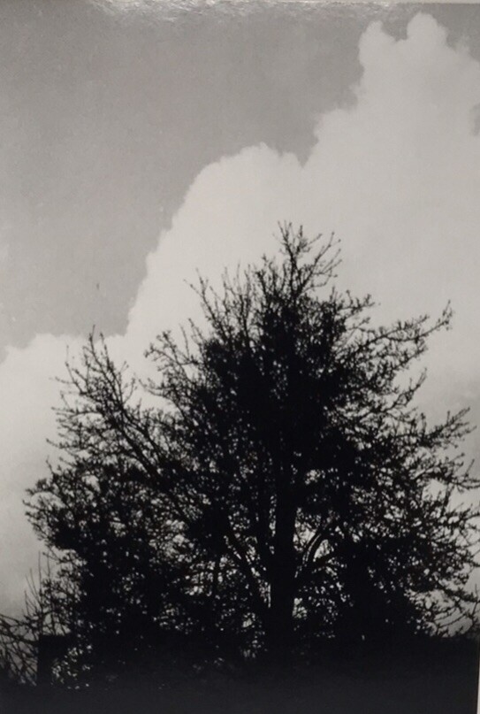 Vintage Matted Black & White Photography Nature 16” x 20” Pacific NW Photo Art