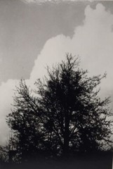 Vintage Matted Black & White Photography Nature 16” x 20” Pacific NW Photo Art
