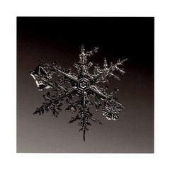 Doug Starn / SNOWFLAKE PRINT SIGNED ALLEVERYTHINGTHATISYOU SNO7_077 8 x 8 1st ed