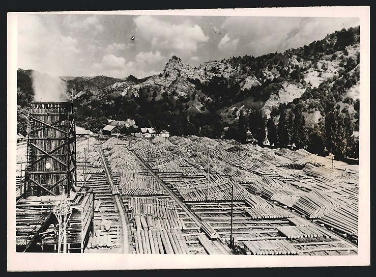Photograph Romania / Bukovina, stacking place for freshly felled trees 1941