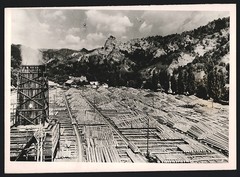 Photograph Romania / Bukovina, stacking place for freshly felled trees 1941