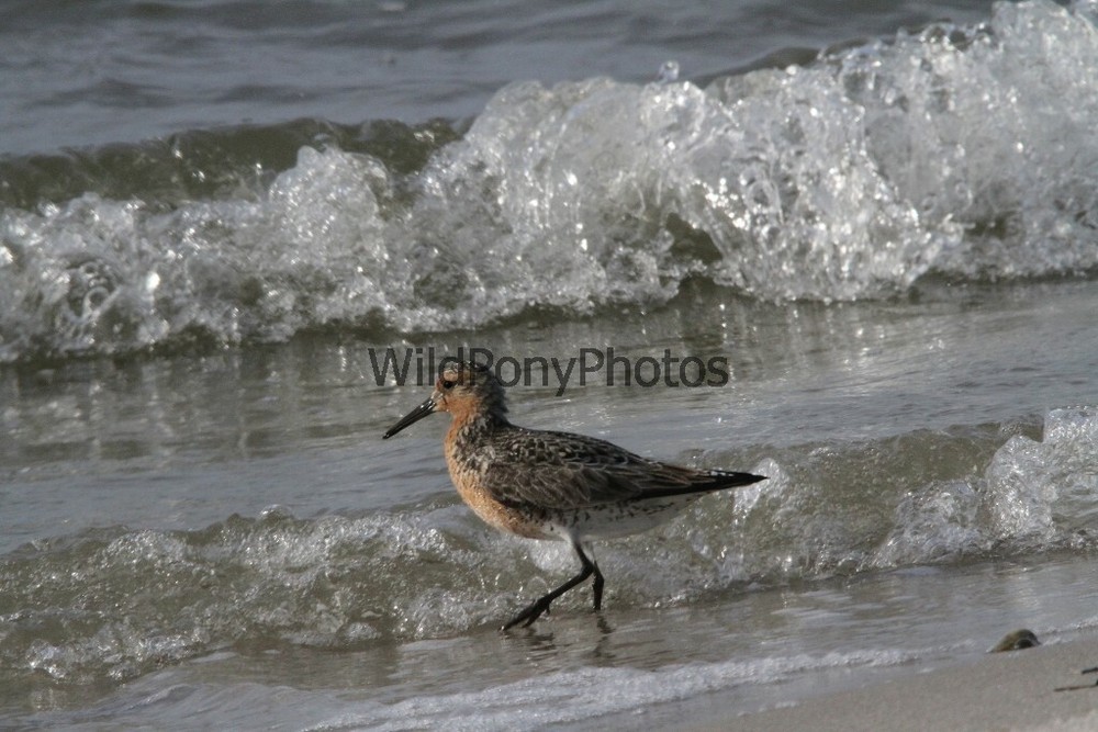 Red Knot in the Shallows Photo – Various Sizes