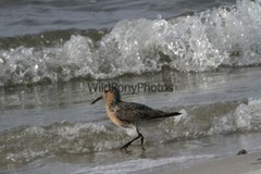 Red Knot in the Shallows Photo – Various Sizes