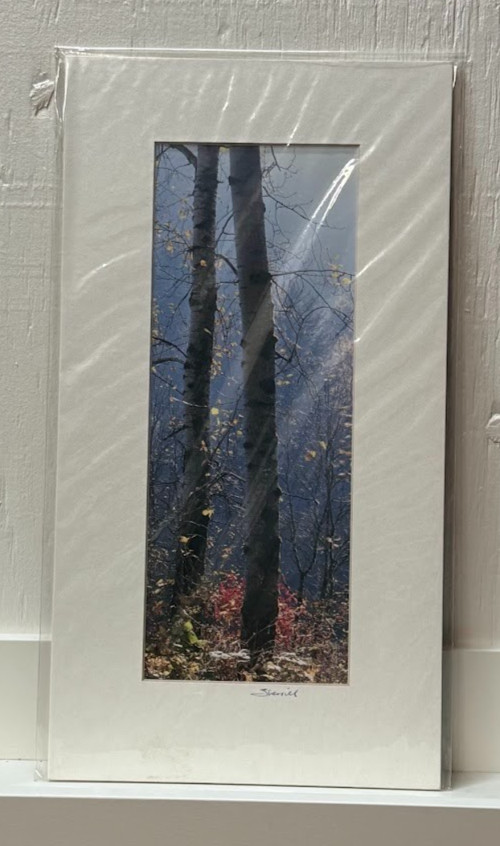 Signed Sherrill Photo Fall Color Aspen Trees – CHOOSE MAT COLOR – Rooster Rock