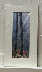 Signed Sherrill Photo Fall Color Aspen Trees – CHOOSE MAT COLOR – Rooster Rock