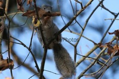 Delmarva Fox Squirrel Photo, Pick One Image – Various Sizes