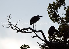 Original ACEO photo fine art print 2.5 x 3.5 inches HERON SILHOUETTE great blue
