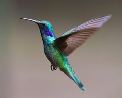 Colorful Hummingbird 8×10 8″x10″ Photograph Print