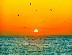 Free Birds 11×14″ Matted Art Photo Photograph Print Sunset Artwork Key West Fl