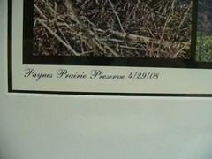 MATTED PHOTOGRAPHY Paynes Prairie Preserve Whooping Crane 20×16 Dominick Martino